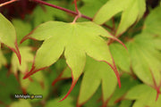- Acer palmatum 'Tsuma gaki' Japanese Maple - Mr Maple │ Buy Japanese Maple Trees