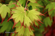 - Acer palmatum 'Tsuma gaki' Japanese Maple - Mr Maple │ Buy Japanese Maple Trees