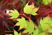 - Acer palmatum 'Tsuma gaki' Japanese Maple - Mr Maple │ Buy Japanese Maple Trees