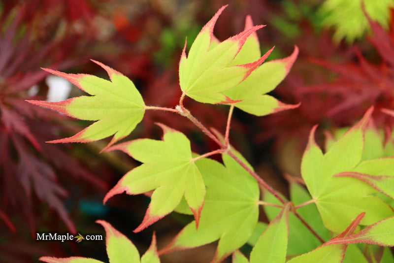 - Acer palmatum 'Tsuma gaki' Japanese Maple - Mr Maple │ Buy Japanese Maple Trees