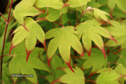 - Acer palmatum 'Tsuma gaki' Japanese Maple - Mr Maple │ Buy Japanese Maple Trees
