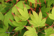 - Acer palmatum 'Tsuma gaki' Japanese Maple - Mr Maple │ Buy Japanese Maple Trees