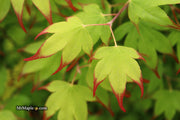 - Acer palmatum 'Tsuma gaki' Japanese Maple - Mr Maple │ Buy Japanese Maple Trees