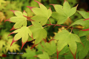 - Acer palmatum 'Tsuma gaki' Japanese Maple - Mr Maple │ Buy Japanese Maple Trees