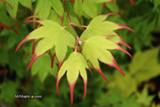 - Acer palmatum 'Tsuma gaki' Japanese Maple - Mr Maple │ Buy Japanese Maple Trees