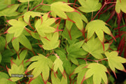 - Acer palmatum 'Tsuma gaki' Japanese Maple - Mr Maple │ Buy Japanese Maple Trees
