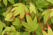 - Acer palmatum 'Tsuma gaki' Japanese Maple - Mr Maple │ Buy Japanese Maple Trees