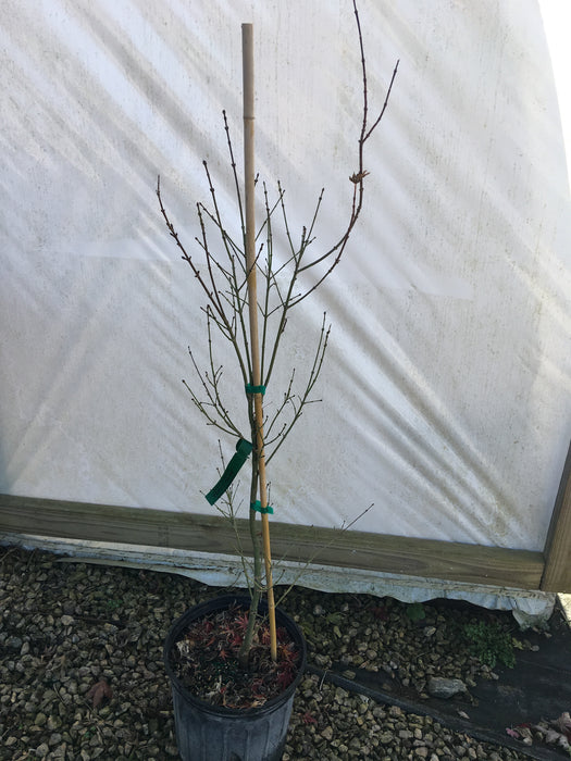 Acer palmatum 'Hippy fin mo' Japanese Maple