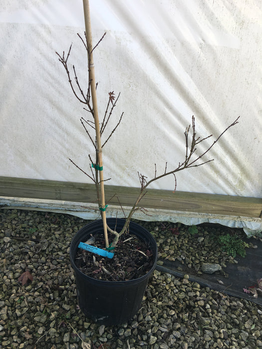 Acer palmatum 'Lolli' Dwarf Japanese Maple