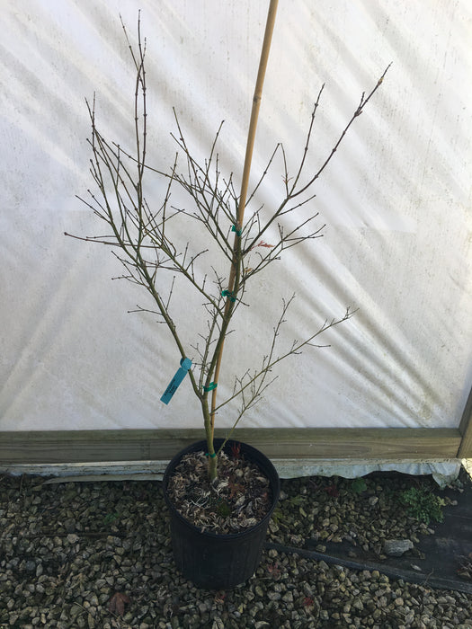 Acer palmatum 'Kaba' Japanese Maple