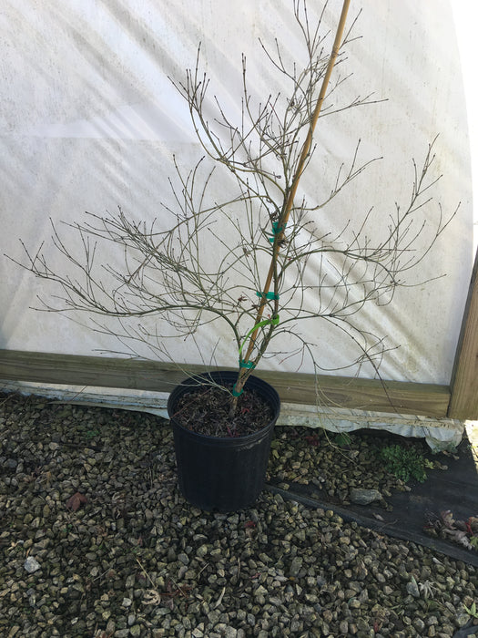 Acer palmatum 'Okina' Japanese Maple