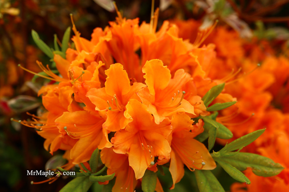 Azalea 'Tangerine Delight’ Orange Flowers Deciduous Azalea