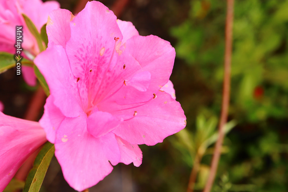 Azalea 'Pink Ruffle’ Pink Flowering Rutherford Azalea