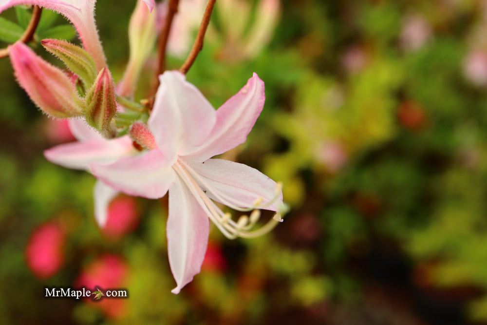 Azalea 'Marydel’ Pink Native Azalea