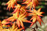 - Acer palmatum 'Japanese Princess' Dwarf Japanese Maple - Mr Maple │ Buy Japanese Maple Trees
