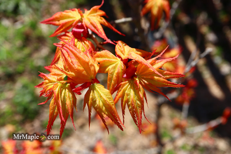 - Acer palmatum 'Japanese Princess' Dwarf Japanese Maple - Mr Maple │ Buy Japanese Maple Trees