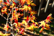 - Acer palmatum 'Japanese Princess' Dwarf Japanese Maple - Mr Maple │ Buy Japanese Maple Trees
