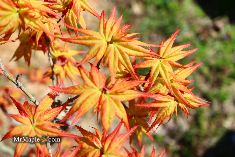 - Acer palmatum 'Japanese Princess' Dwarf Japanese Maple - Mr Maple │ Buy Japanese Maple Trees