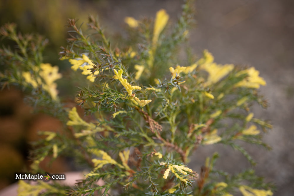 Chamaecyparis obtusa 'Saffron Spray' Dwarf Hinoki Cypress