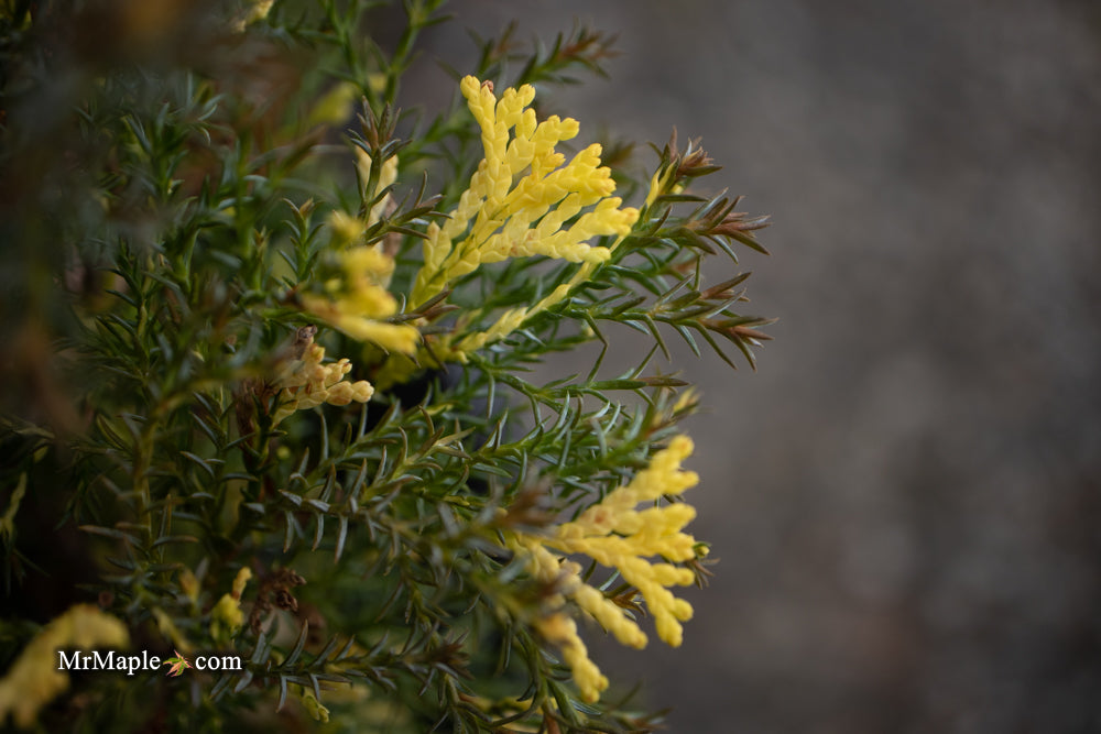 Chamaecyparis obtusa 'Saffron Spray' Dwarf Hinoki Cypress