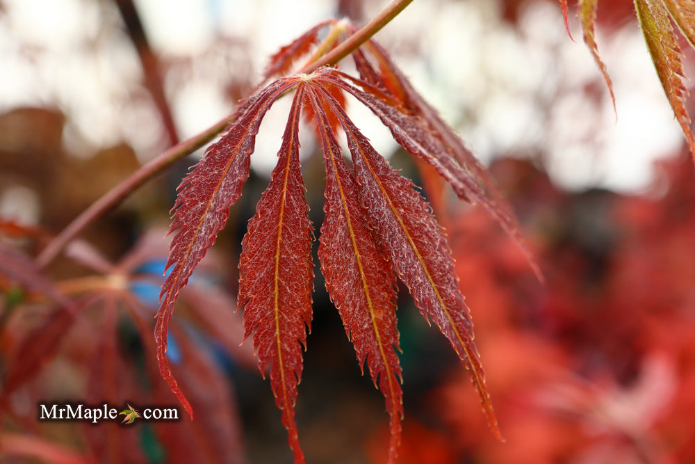 Acer palmatum 'JJ Fire Red' Japanese Maple