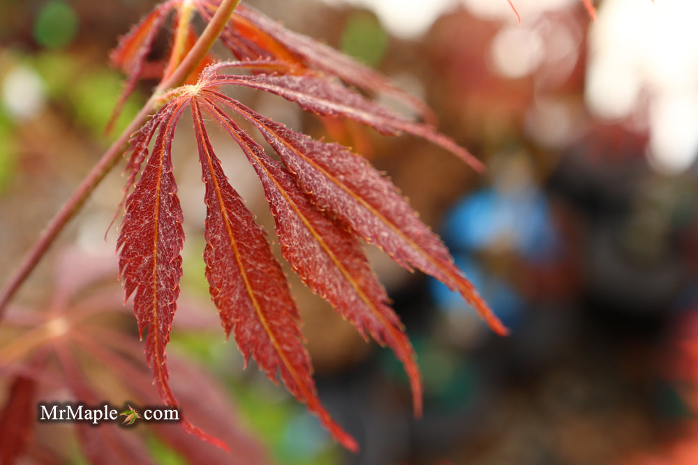 Acer palmatum 'JJ Fire Red' Japanese Maple