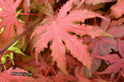 - FOR PICKUP ONLY | Acer palmatum 'Purple Ghost' Japanese Maple | DOES NOT SHIP - Mr Maple │ Buy Japanese Maple Trees
