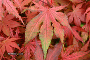 - Acer palmatum 'Purple Ghost' Japanese Maple - Mr Maple │ Buy Japanese Maple Trees