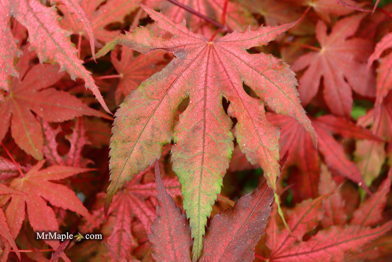 - FOR PICKUP ONLY | Acer palmatum 'Purple Ghost' Japanese Maple | DOES NOT SHIP - Mr Maple │ Buy Japanese Maple Trees