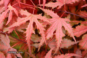 - Acer palmatum 'Purple Ghost' Japanese Maple - Mr Maple │ Buy Japanese Maple Trees