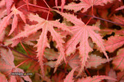 - FOR PICKUP ONLY | Acer palmatum 'Purple Ghost' Japanese Maple | DOES NOT SHIP - Mr Maple │ Buy Japanese Maple Trees