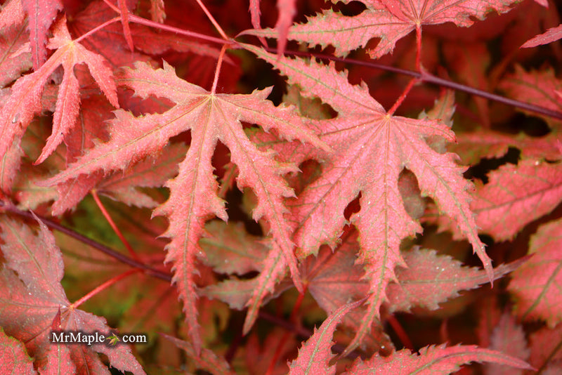 - FOR PICKUP ONLY | Acer palmatum 'Purple Ghost' Japanese Maple | DOES NOT SHIP - Mr Maple │ Buy Japanese Maple Trees