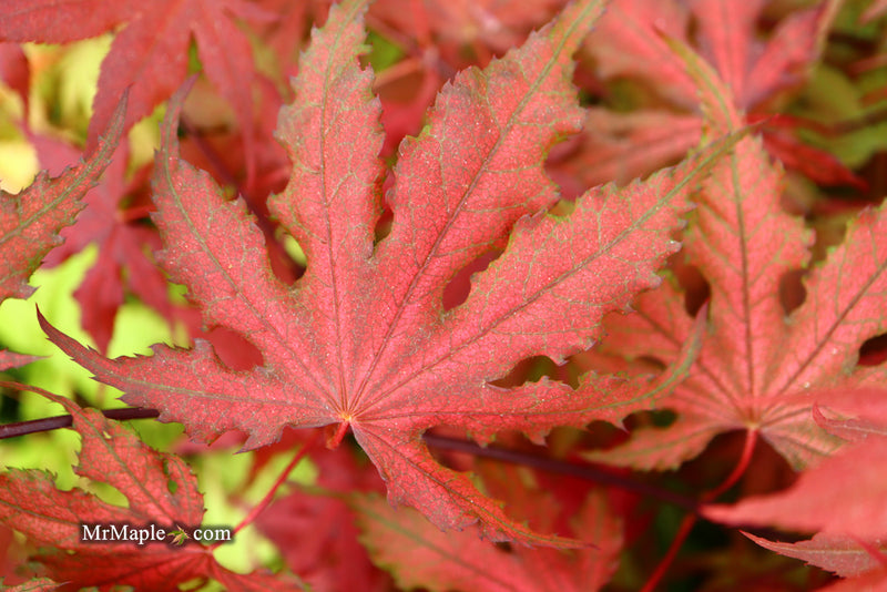 - Acer palmatum 'Purple Ghost' Japanese Maple - Mr Maple │ Buy Japanese Maple Trees