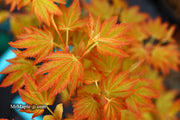 - Acer palmatum 'Dragon Master' Golden Weeping Japanese Maple - Mr Maple │ Buy Japanese Maple Trees