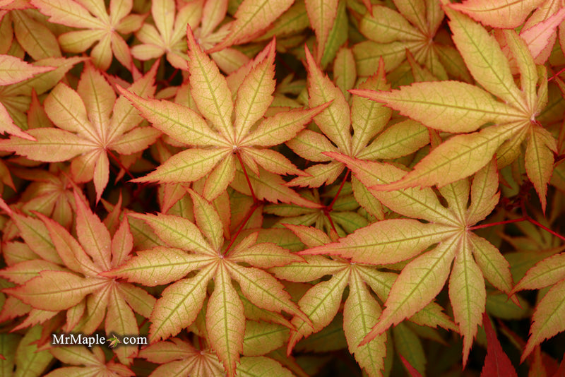 - Acer palmatum 'Amber Ghost' Japanese Maple - Mr Maple │ Buy Japanese Maple Trees