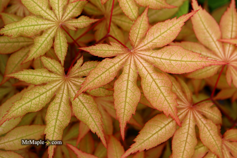 - Acer palmatum 'Amber Ghost' Japanese Maple - Mr Maple │ Buy Japanese Maple Trees