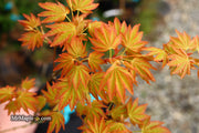 - Acer palmatum 'Dragon Master' Golden Weeping Japanese Maple - Mr Maple │ Buy Japanese Maple Trees