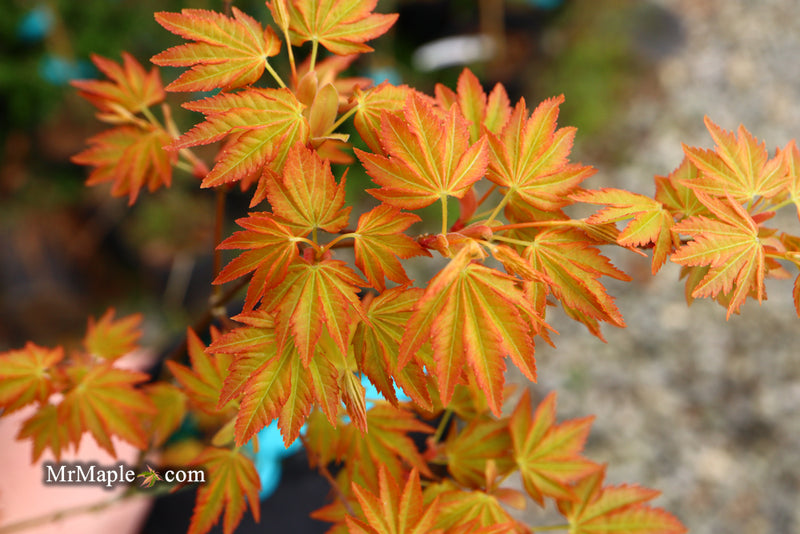 - Acer palmatum 'Dragon Master' Golden Weeping Japanese Maple - Mr Maple │ Buy Japanese Maple Trees