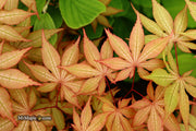 - Acer palmatum 'Amber Ghost' Japanese Maple - Mr Maple │ Buy Japanese Maple Trees