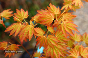 - Acer palmatum 'Dragon Master' Golden Weeping Japanese Maple - Mr Maple │ Buy Japanese Maple Trees