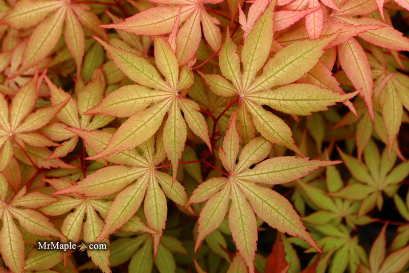 - Acer palmatum 'Amber Ghost' Japanese Maple - Mr Maple │ Buy Japanese Maple Trees