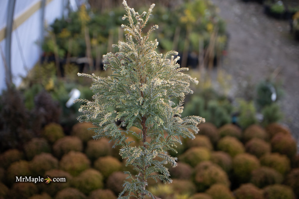 Chamaecyparis pisifera 'Mikko' Dwarf Snow Sawara Cypress