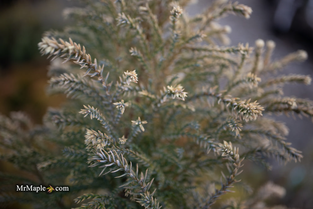 Chamaecyparis pisifera 'Mikko' Dwarf Snow Sawara Cypress