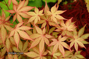 - Acer palmatum 'Amber Ghost' Japanese Maple - Mr Maple │ Buy Japanese Maple Trees