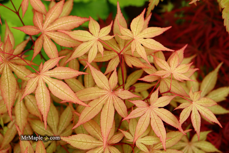 - Acer palmatum 'Amber Ghost' Japanese Maple - Mr Maple │ Buy Japanese Maple Trees