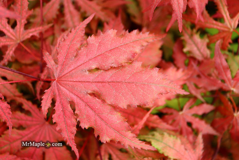- FOR PICKUP ONLY | Acer palmatum 'Purple Ghost' Japanese Maple | DOES NOT SHIP - Mr Maple │ Buy Japanese Maple Trees