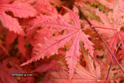 - FOR PICKUP ONLY | Acer palmatum 'Purple Ghost' Japanese Maple | DOES NOT SHIP - Mr Maple │ Buy Japanese Maple Trees
