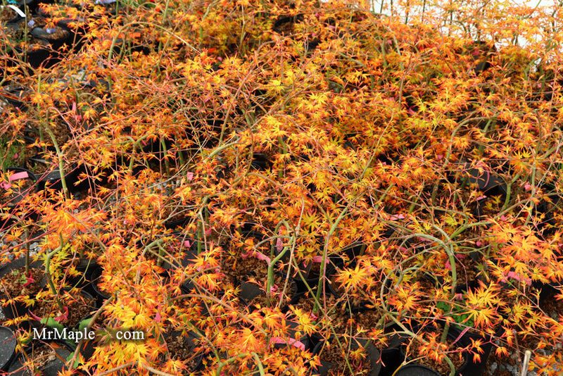 - Acer palmatum 'Golden Falls' Weeping Golden Japanese Maple - Mr Maple │ Buy Japanese Maple Trees