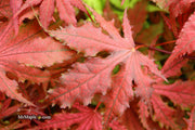 - FOR PICKUP ONLY | Acer palmatum 'Purple Ghost' Japanese Maple | DOES NOT SHIP - Mr Maple │ Buy Japanese Maple Trees