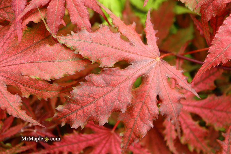 - FOR PICKUP ONLY | Acer palmatum 'Purple Ghost' Japanese Maple | DOES NOT SHIP - Mr Maple │ Buy Japanese Maple Trees